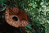 Big rafflesia flower in the jungle, Tambunan, Crocker Range, Sabah, Borneo, Malaysia, Asia