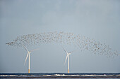 Wader flock of knots and dunlins flying above two wind turbines, Liverpool Bay, England, Great Britain, Europe