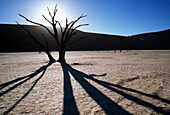 Backlit dead trees in the desert, Sossusvlei, Namib Naukluft National Park, Namibia, Africa