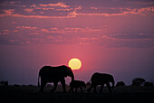 Gruppe von Elefanten bei Sonnenuntergang, Chobe Nationalpark, Botswana, Afrika