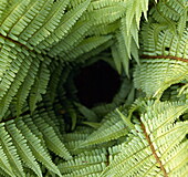 View of fern fronds