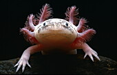 Close up of an Axolotl