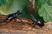 Stag beetle males about to fight, England, Great Britain, Europe