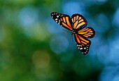 Monarch butterfly flying