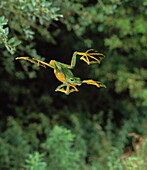 Wallace's flying frog gliding