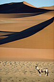 A gemsbok in front of a sand dune, Sossusvlei, Namib Desert, Namibia, Africa