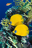 Zwei Maskenfalterfische an einem Korallenriff, Rotes Meer, Ägypten, Afrika