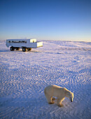 Männlicher Eisbär vor einem Fahrzeug mit Touristen, Hudson Bay, Kanada, Amerika