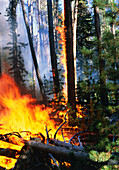 Waldbrand in einem Nadelwald, Hayden Tal, Yellowstone Nationalpark, Wyoming, USA, Amerika