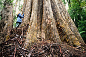 Person next to giant eucalypt tree, Tasmania, Australia