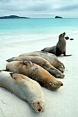 Galapagos sea lions sleeping on the beach, Hood's Island, French Polynesia, South Pacific