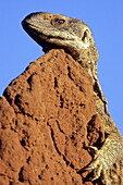 Monitor lizard sunbathing on top of a termite mound, Samburu Reserve, Kenya, Africa