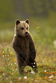 European brown bear cub standing on its back legs, Finland, Europe