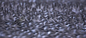 Knot flock and Grey Plover roosting at Snettisham, Norfolk, England, Great Britain, Europe