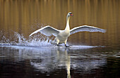 Mute Swan male landing on the water, Leicestershire, England, Great Britain, Europe