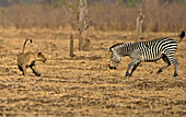 African lion playing with zebra, originally chased but not serious, Luangwa Valley, Zambia, Africa