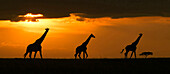 Masai giraffes on savanna at sunset, Masai Mara National Reserve, Kenya, Africa