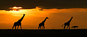 Masai Giraffen in der Savanne bei Sonnenuntergang, Masai Mara National Reserve, Kenia, Afrika