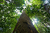Low angle view of kapok tree, one of the tallest trees in the tropical american rainforest, Iwokrama forest reserve, Guyana, South America