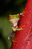 Red eyed tree frog in the rainforest, Guanacaste, Costa Rica