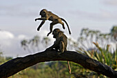 Young anubis baboons playing, Samburu National Park, Kenya, Africa