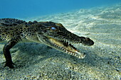 Saltwater crocodile under water, Kimbe Bay, Papua New Guinea, Oceania