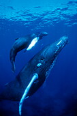 Humpback whale mother and calf, Silver Bank, Turks &amp; Caicos, Caribbean Sea, Atlantic Ocean