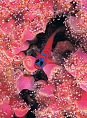 Blue barred goby with pink anemone, Lythrypnus dalli, California, USA