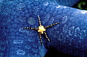 Brittle star living on a blue starfish, Ophiotrix, Linckia laevigata, South China Sea, Busuanga Island, Calamian Group, Palawan, Philippines