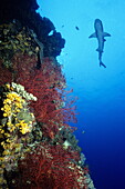 Weißspitzen-Riffhai neben dem  Gorgonian-Korallen schwimmend, Triaenodon obesus, Dendronephthya, Riff Osprey, Korallenmeer, Queensland, Australien