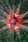 Juvenile magnificent urchin amongst sea grass, Astropyga magnifica, Saint Vincent and the Grenadines, Caribbean Sea