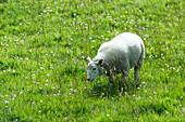 Schaf auf Weide, Orkney Islands, Schottland, Großbritannien, Europa