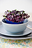Bean sprouts in a bowl, Healthy Food, Homegrown