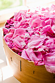Dried pink rose petals, Flowers, Homemade, Bavaria, Germany