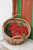 Freshly picked redcurrants and blackcurrants in a basket, Harvest, Fruit, Bavaria, Germany