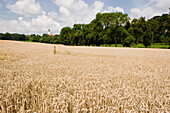 Getreidefeld, Landwirtschaft, Bayern, Deutschland