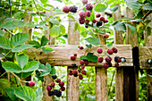 Blackberry bush in the garden, Fruit