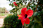 Red hibiscus blossom, Sicily, Italy