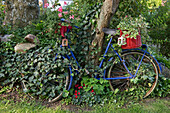 Overgrown old bicycle with flowers, Wyk, Foehr, North Frisian Islands, Schleswig-Holstein, Germany, Europe
