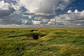 Clouded sky above salt meadows, Westerhever, Wadden Sea National Park, Eiderstedt peninsula, North Frisian Islands, Schleswig-Holstein, Germany, Europe