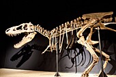 Complete Skeleton in upright position of Tarbosaurus bataar - 72 million years, Late Cretaceous -  found in Gobi desert in Mongolia  Cosmocaixa museum, Barcelona, Spain