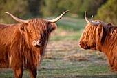 Highland cattle or Kyloe - An ancient Scottish breed of beef cattle, Highlands, Scotland