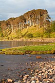 Dusk at Applecross Forest in North West Highlands, Highland, Scotland