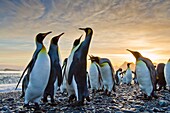 Sunrise on king penguin Aptenodytes patagonicus breeding and nesting colony at Salisbury Plains in the Bay of Isles, South Georgia, Southern Ocean. Sunrise on king penguin Aptenodytes patagonicus breeding and nesting colony at Salisbury Plains in the Bay 