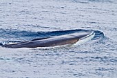 Adult fin whale Balaenoptera physalus surfacing in the rich waters off the continental shelf near South Georgia in the Southern Ocean. Adult fin whale Balaenoptera physalus surfacing in the rich waters off the continental shelf near South Georgia in the S