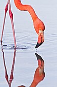 Greater flamingo Phoenicopterus ruber foraging for small pink shrimp Artemia salina in saltwater lagoon in the Galapagos Island Archipelago, Ecuador. Greater flamingo Phoenicopterus ruber foraging for small pink shrimp Artemia salina in saltwater lagoon i