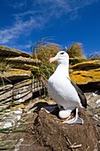 Black-browed albatross Thalassarche melanophrys breeding colony on Carcass Island in the Falkland Islands, South Atlantic Ocean. Black-browed albatross Thalassarche melanophrys breeding colony on Carcass Island in the Falkland Islands, South Atlantic Ocea