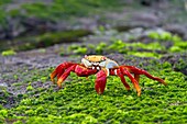 Sally lightfoot crab Grapsus grapsus in the littoral of the Galapagos Island Archipelago, Ecuador  MORE INFO This bright red crab is one of the most abundant invertebrates to be seen in the intertidal area of the Galapagos