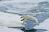 An adult polar bear Ursus maritimus leaping from ice floe to ice floe in the Svalbard Archipelago, Norway