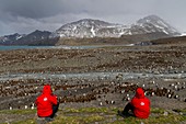 Lindblad guests with king penguin Aptenodytes patagonicus nesting and breeding colony at St  Andrews Bay on South Georgia Island, Southern Ocean